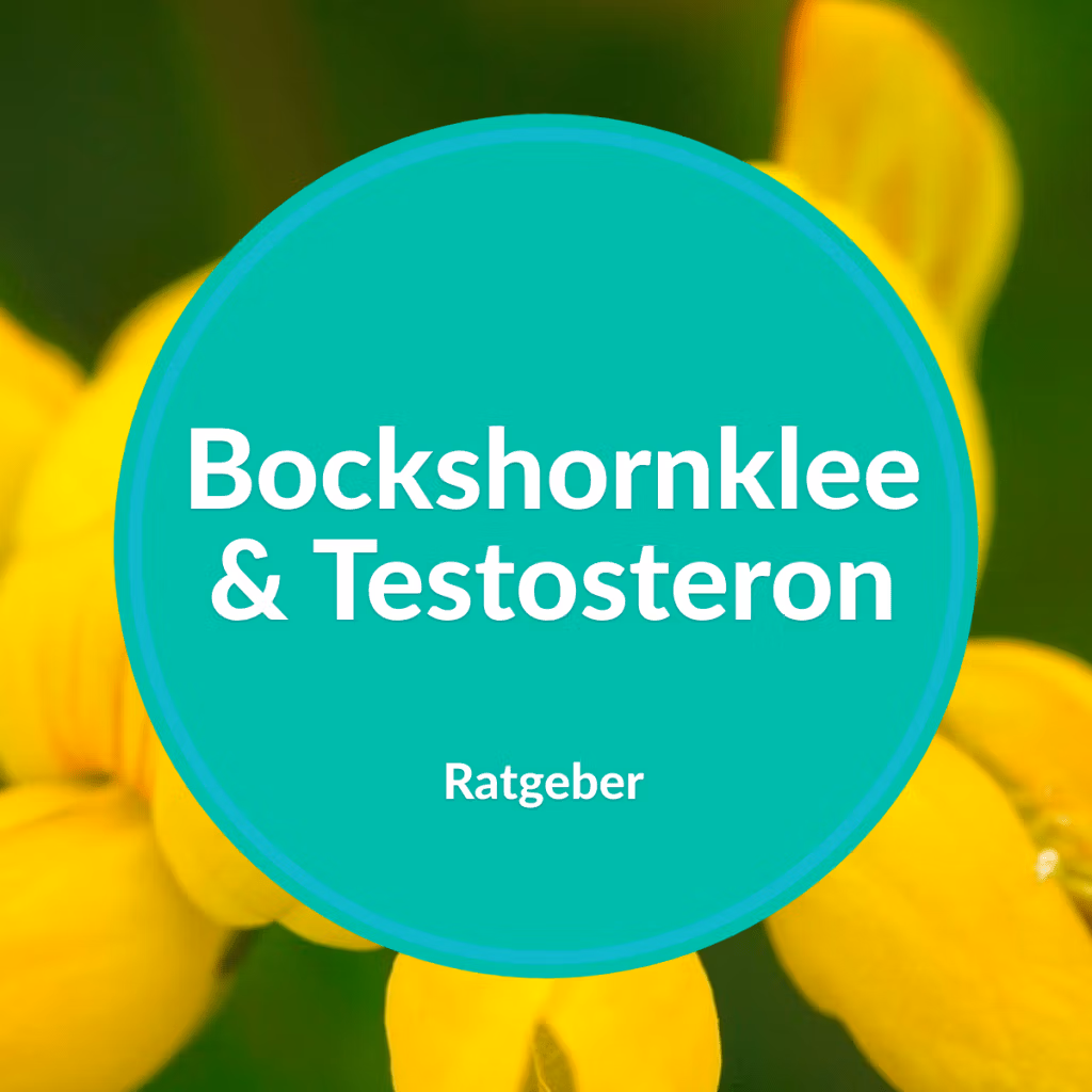testosteron bockshornklee