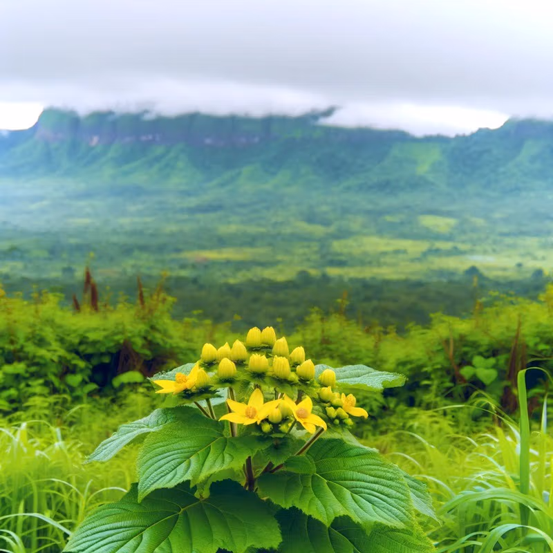 rosenwurz beitragsbild 3